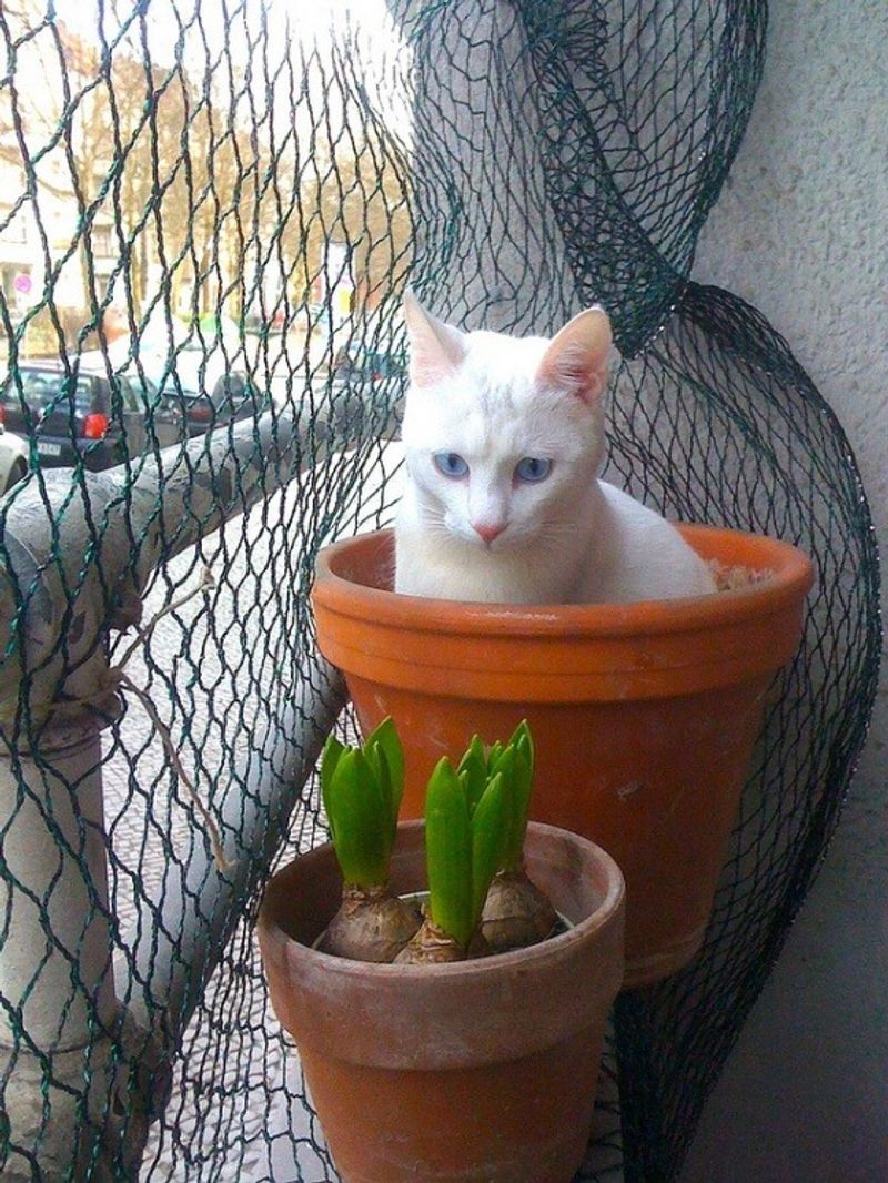 случайный кот